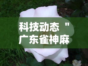 【广州的重庆火锅/广州最正宗的重庆火锅】 【广州的重庆火锅/广州最正宗的重庆火锅】