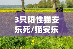 3只阳性猫安乐死/猫安乐死条件