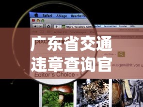 广东省交通违章查询官方网站:广东交通违章查询官网查询系统